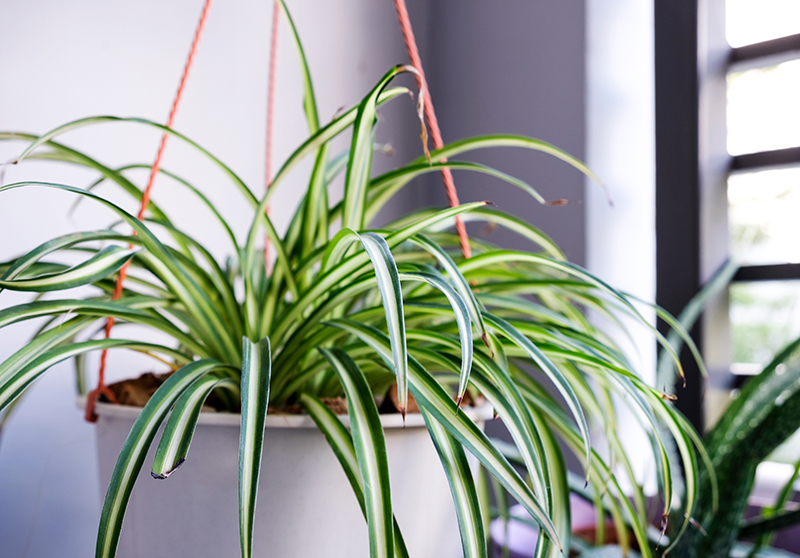 Spider plant next to a window to help improve home air quality.