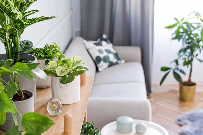 Can Plants Really Improve Indoor Air Quality?