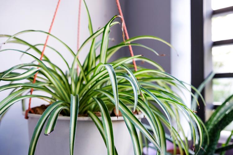 Spider plant next to a window to help improve home air quality.